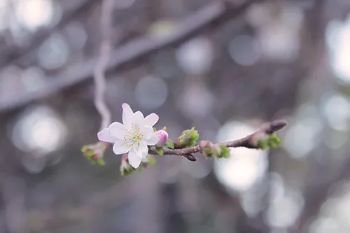 子宮脱予防の重要性
